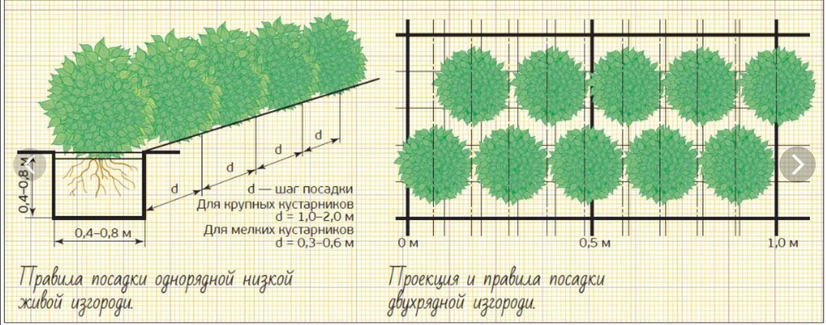 На каком расстоянии можно сажать кустарники. Кизильник Живая изгородь схема посадки. Схема посадки живой изгороди из туи. Схема посадки кизильника блестящего. Посадка кизильника блестящего для живой изгороди схема посадки.