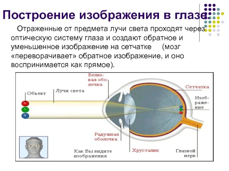 Какое изображение появляется на сетчатке глаза. Схема оптической системы глаза. Построение изображения в глазу. Построение изображения на сетчатке глаза. Оптическое строение глаза.