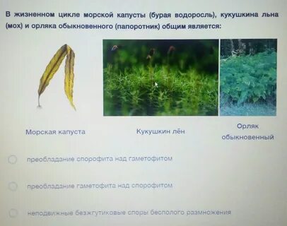 Цикл водорослей и мхов