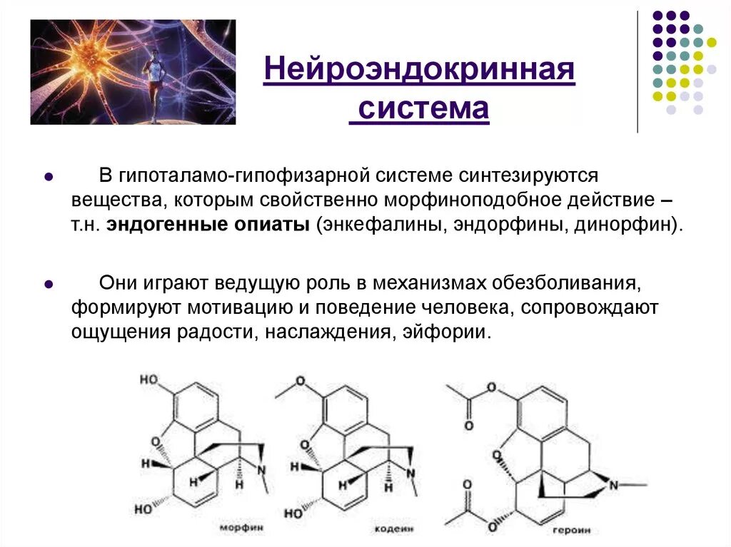 Выработка эндорфинов. Нейроэндокринная система. Эндорфин гормон формула. Эндорфины химическая природа. Механизм образования эндорфинов.