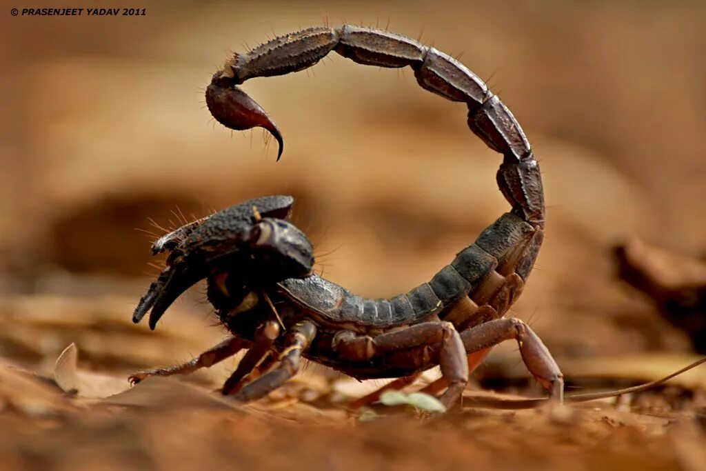 Animals scorpions. Скорпион Лейрус. Скорпион пандинус Виаторис. Жвалы скорпиона. Голубой Императорский Скорпион.