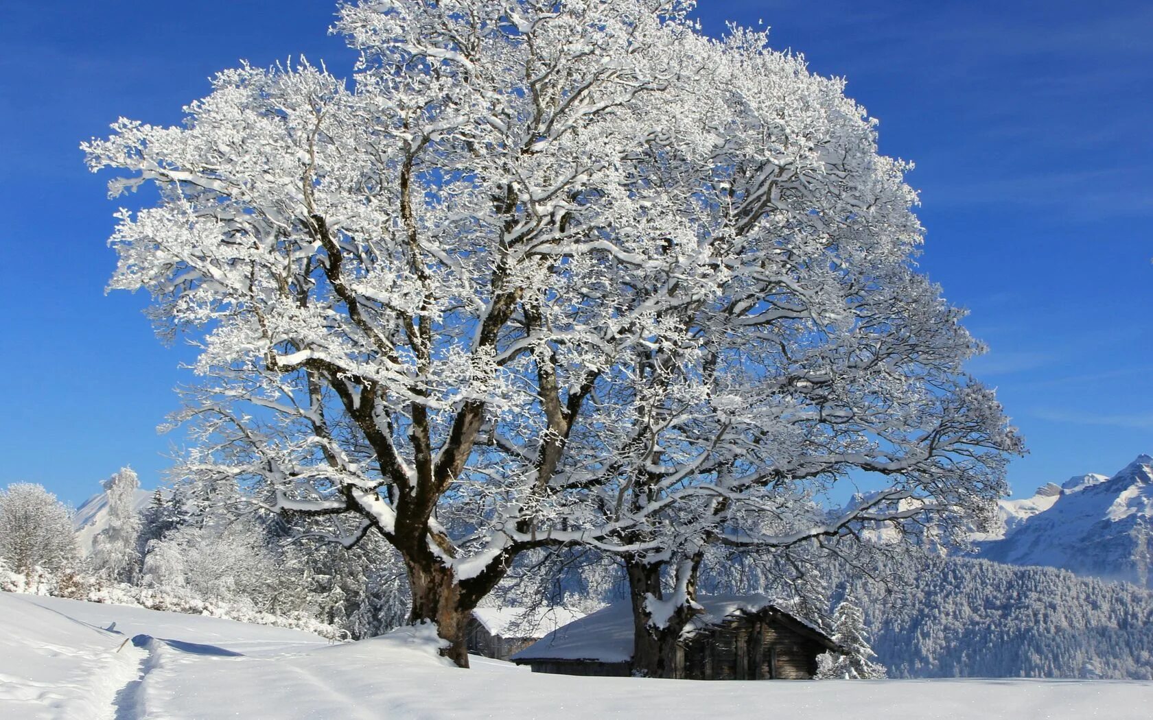 Зима красивые деревья