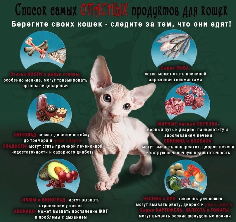 Сфинкса рвет. Памятка об уходе за сфинксом. натуральное меню для сфинкса. памятка по уходу за сфинксом котенком. характеристика кота сфинкса.