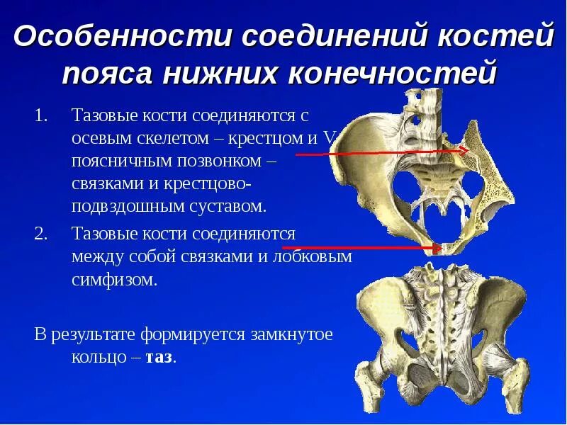 Кости лонного сочленения анатомия. Соединение крестцово-подвздошный сустав анатомия. Соединение крестцово подвздошного сустава. Строение и соединение костей тазового пояса.