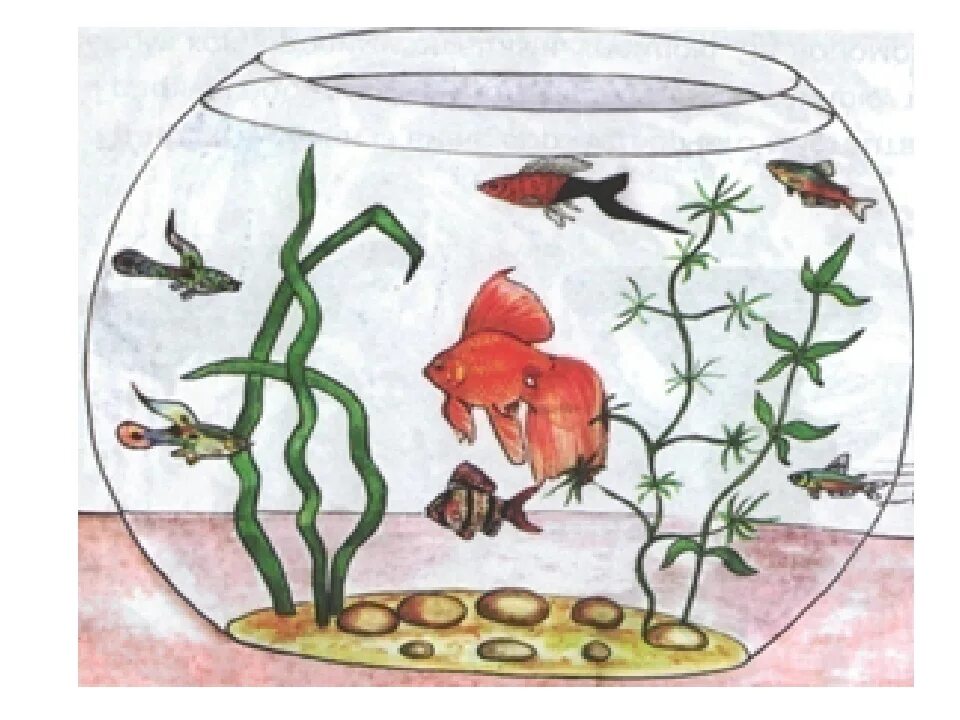 Аквариум рисунок. Рисование аквариум. Рыбки в аквариуме рисование. Аквариум с рыбками рисунок. Экосистема аквариума обитатели
