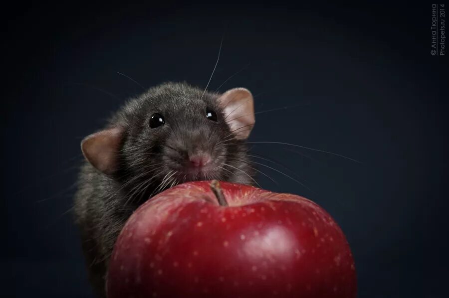 декоративная крыса пасюк. крысы мило. милые крысы. крысы мило. крысы мило.