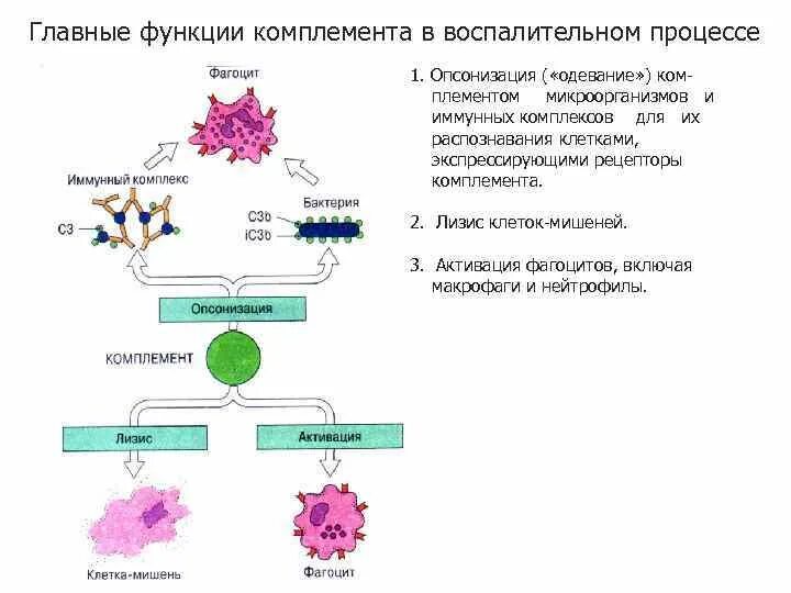 Определение комплемента. Основные функции системы комплемента. Основные функции системы комплемента иммунология. Строение белков системы комплемента. Система комплемента, строение, функции..