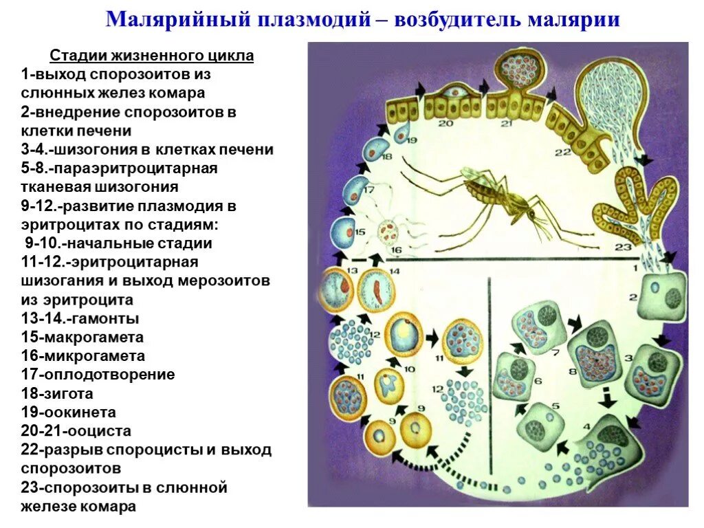 Этапы жизненного цикла малярийного плазмодия. Цикл развития возбудителя трехдневной малярии. Стадии жизненного цикла малярийного плазмодия. Инвазивная стадия малярийного плазмодия.