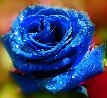 Ro blue