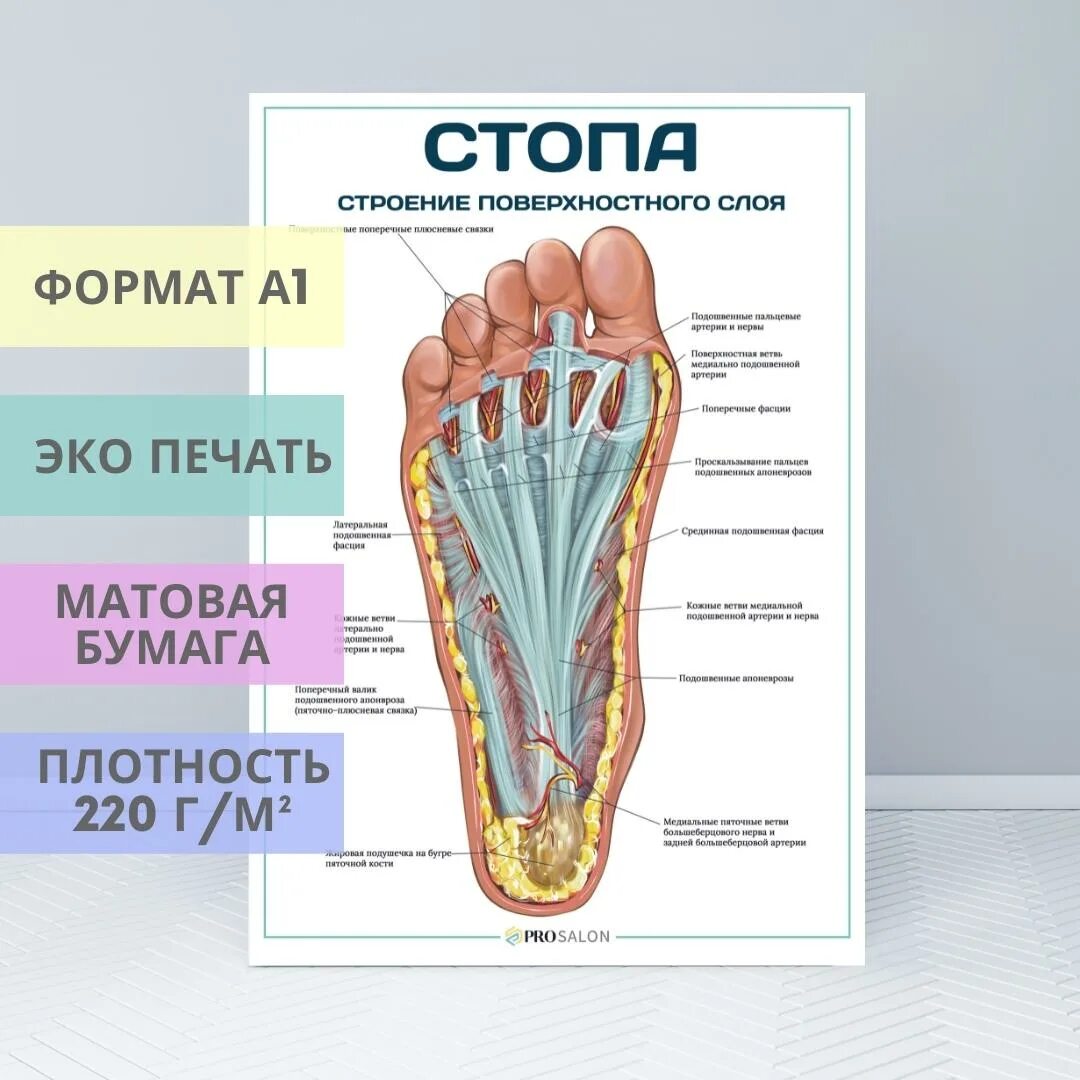 Строение стопы. Стопа анатомия. Строение стопы человека. Структура ступни человека.