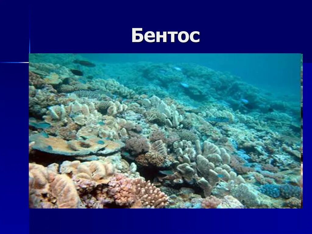 Нектон и бентос. Планктон Нектон бентос. Бентос планктон Нектон Литораль. Донные организмы океана.