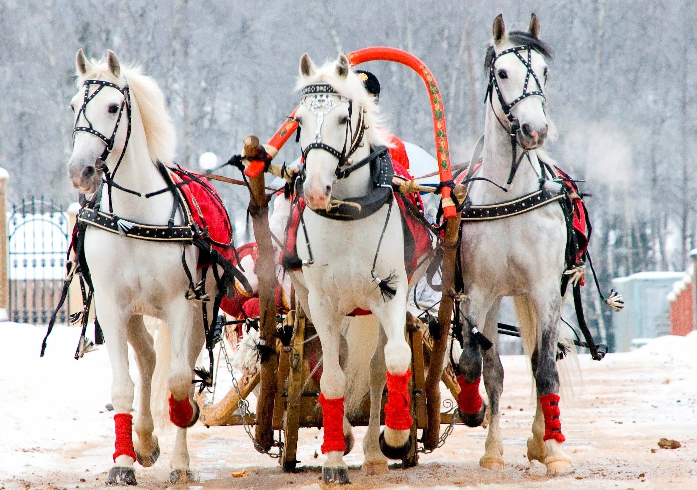 лошадь с санями. лошадь запряженная в сани. упряжка деда мороза. дед мороз на тройке лошадей великий устюг. лошади великий устюг.