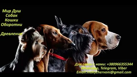 Собачья душа в управление