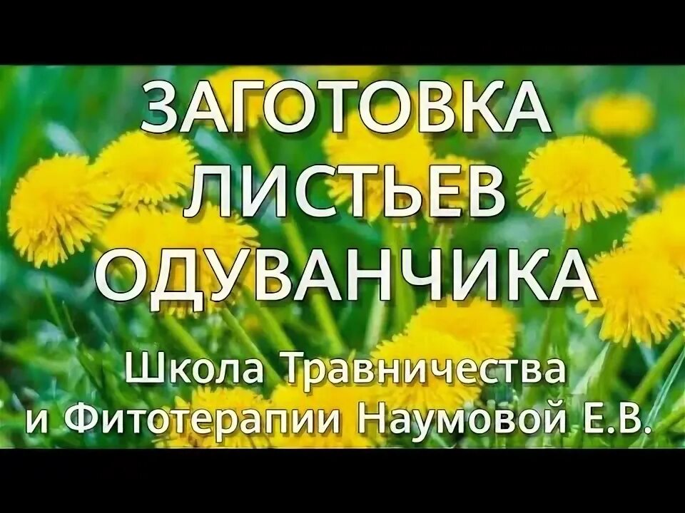 Заготовка одуванчиков на зиму. Заготовка одуванчика с листьями. Заготавливаем одуванчики на зиму