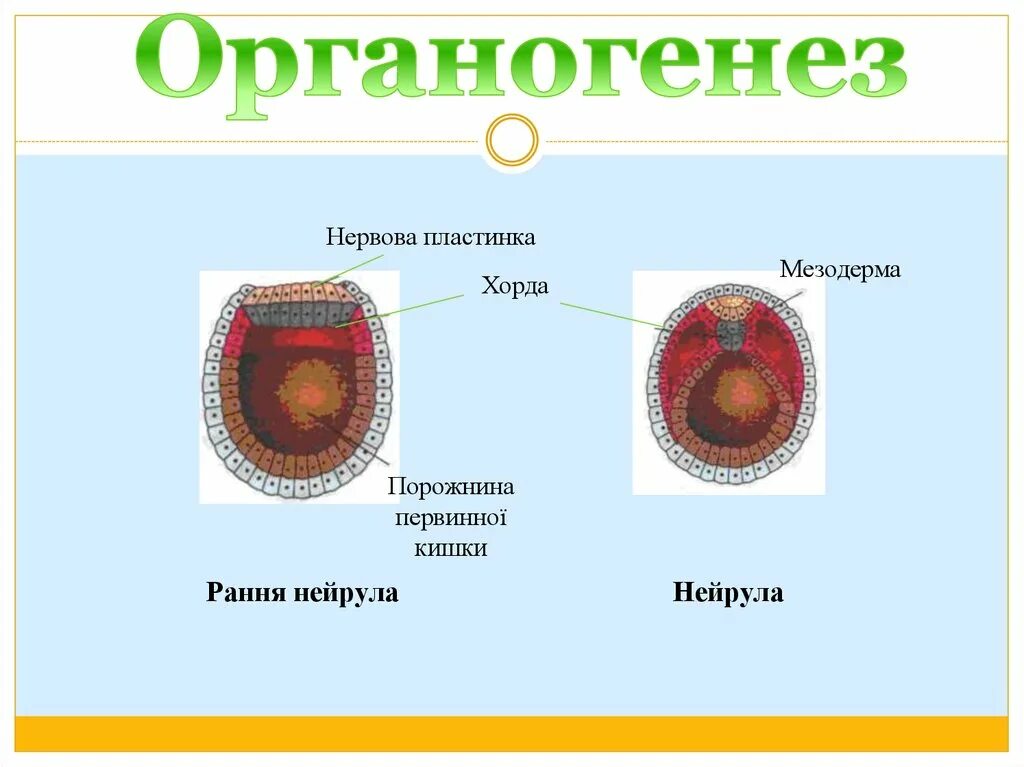 Органогенез мезодерма. Органогенез нейрула. Гисто и органогенез. Нейруляция и органогенез.