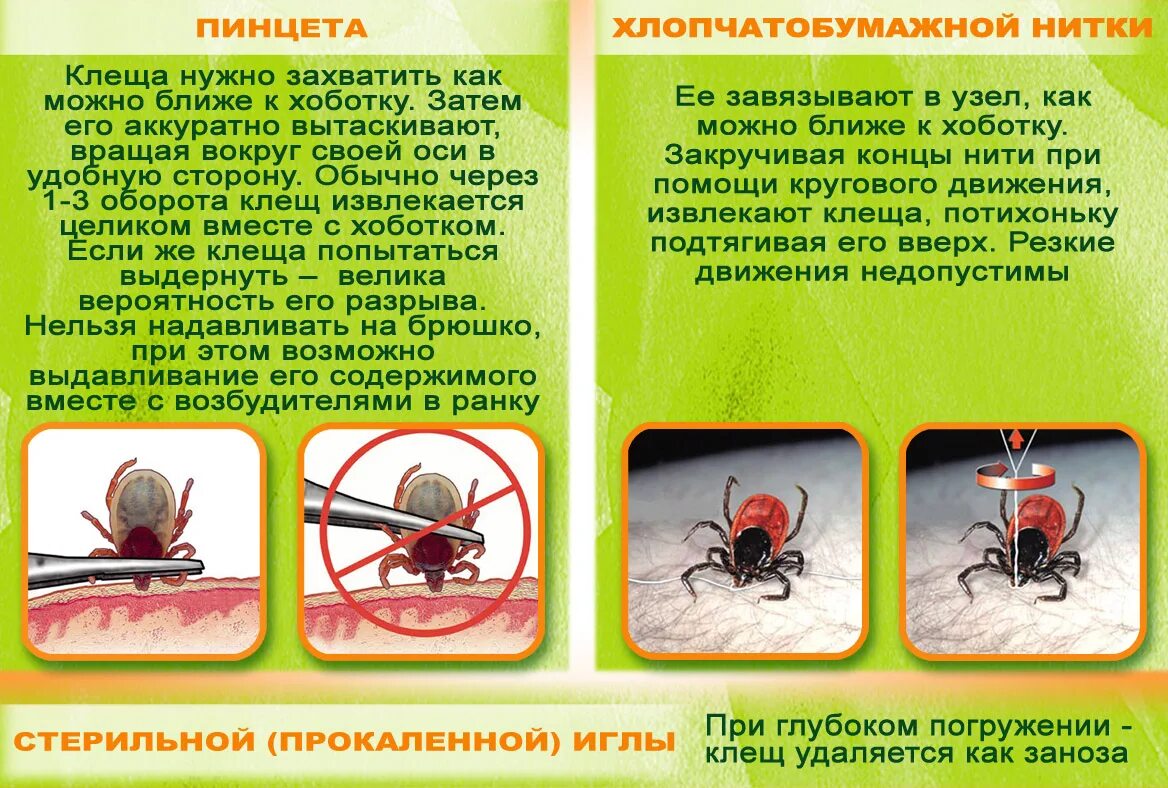 Чем обработать место после удаления клеща. Памятка клещи. Клещ памятка детям. Памятка от клеща. Клещи памятка для детей.