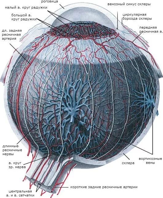 Внутренняя оболочка сосудистая. Сосудистая оболочка глазного яблока. Сосудистая оболочка глазного яблока строение. Хориоидея анатомия. Сосудистая оболочка глаза анатомия.