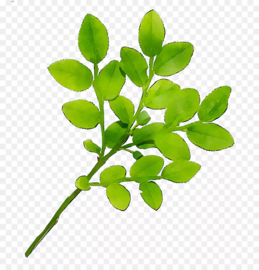 Real leaf