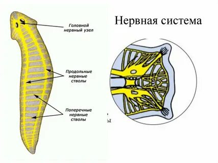 Какой тип нервной системы у планарии