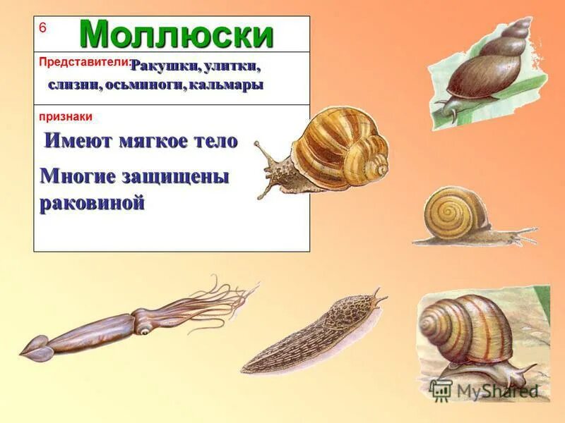 Представители моллюсков. Моллюски имеют мягкое тело.