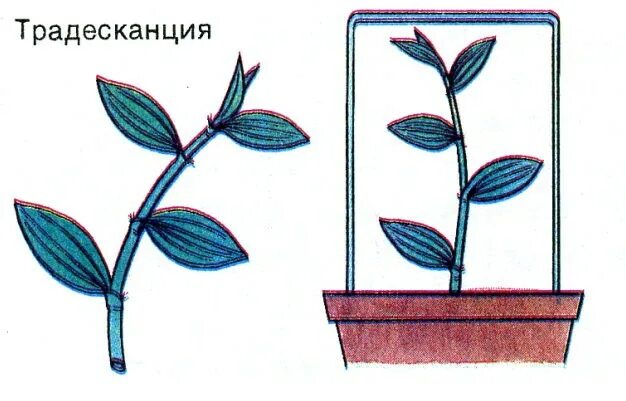 Традесканция вегетативное размножение. Стеблевой черенок традесканции. Традесканция пурпурная черенки. Традесканция зебрина черенок. Посадка черенков традесканции.