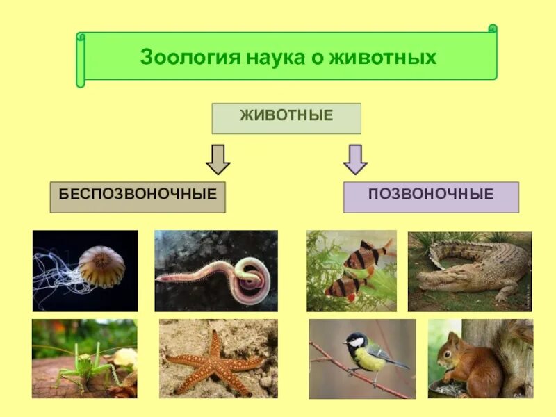 Науки о классах животных. Зоология наука о животных. Зоология для детей. Зоология презентация. Науки о позвоночных животных.