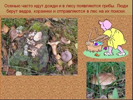 Пройдет теплый дождь появятся грибы в лесу