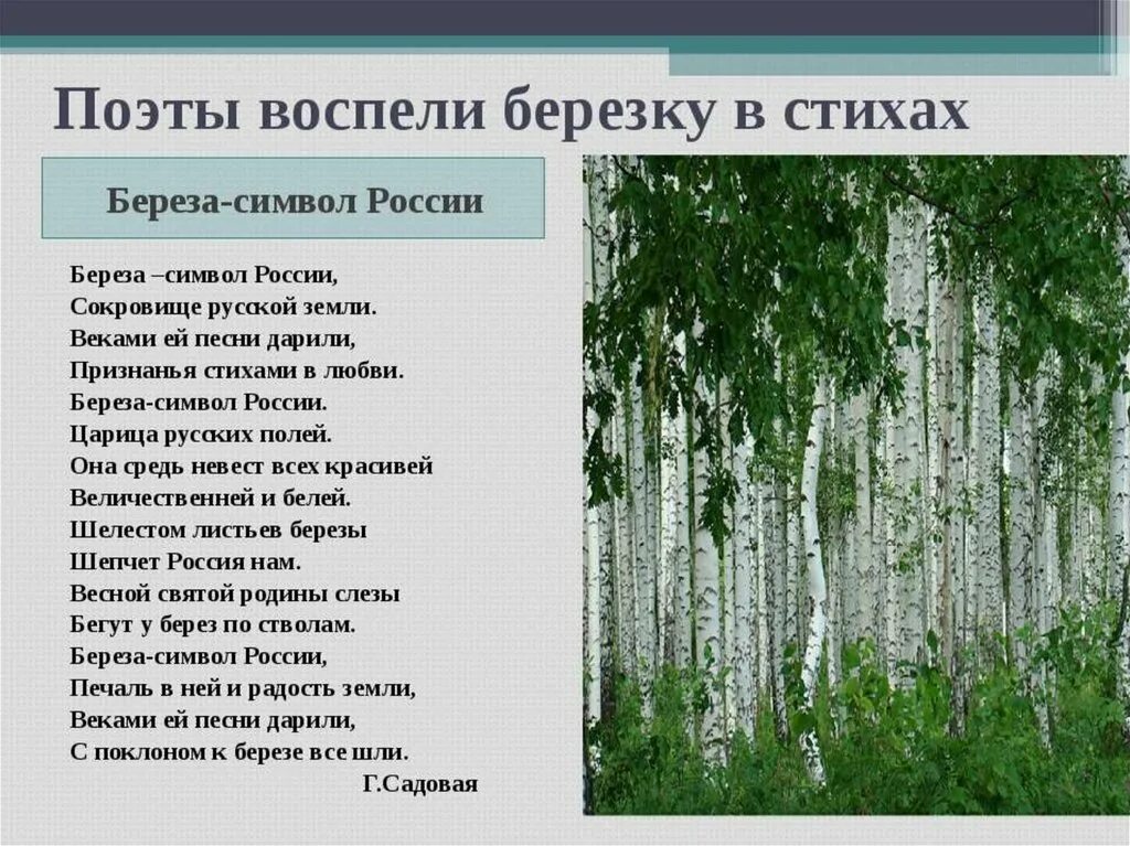 Закрой березки. Стих про березу. Стихатварение про берёзу. Стихотворен про березуие. Стихи о русской Березке.