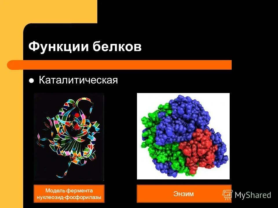 Какую функцию выполняют белки ферменты. Каталитическая функция белков. белок каталитическая функция. ферментативно каталитическая функция белков. белки катализаторы функции.