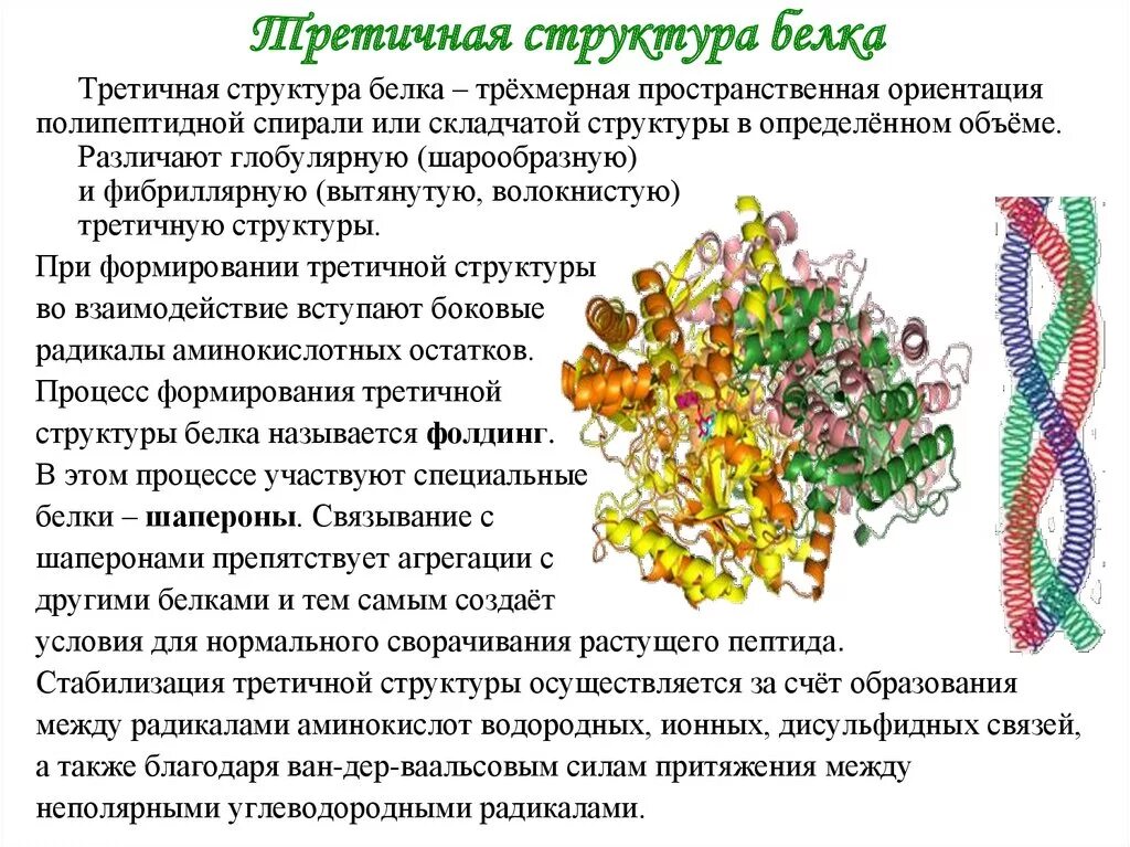 Особенности внутреннего строения белки. Механизм образования третичной структуры белка. Третичная структура белка это структура. Формирование третичной структуры белка. Первичный вторичный третичный четвертичный.