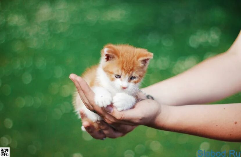 Блондинка с рыжим котом. Рыжие котята мальчики. Рыженький котенок. Рыжая кошка с котятами. Рыжий котенок на ладони.