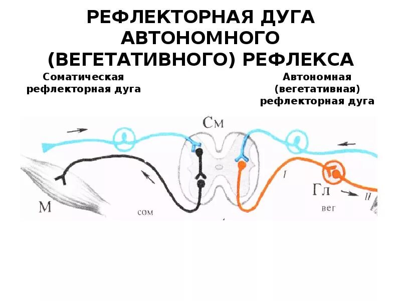 Вегетативная рефлекторная дуга схема. Схема строения рефлекторной дуги ВНС. Рефлекторная дуга ВНС. Схема рефлекторной дуги соматической и вегетативной системы. Рефлекторное течение