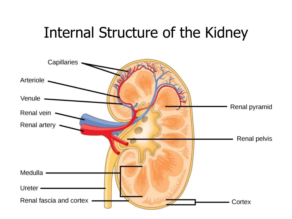 Internal structure. Строение почек млекопитающих. Kidney structure. Строение почек млекопитающих рисунок. The Internal structure of the Kidney.