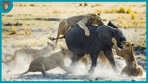 Elephants eat tigers