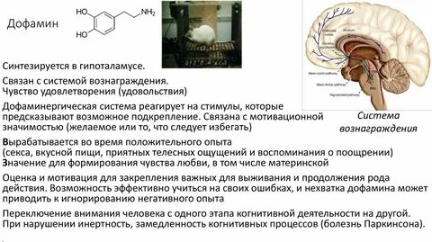 Нейробиология это