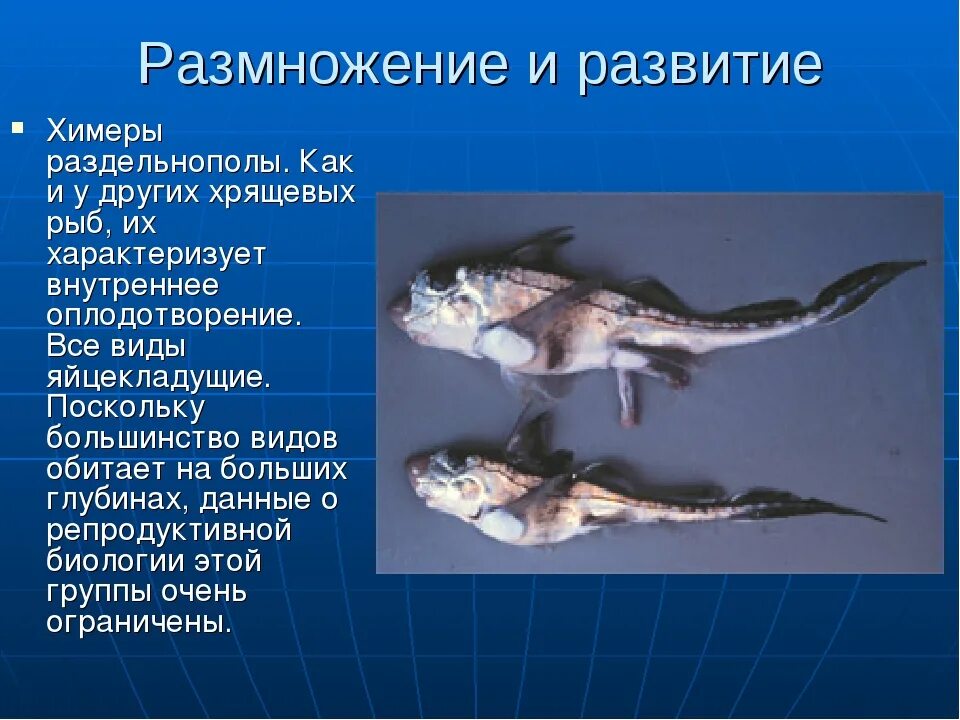 Химера информации