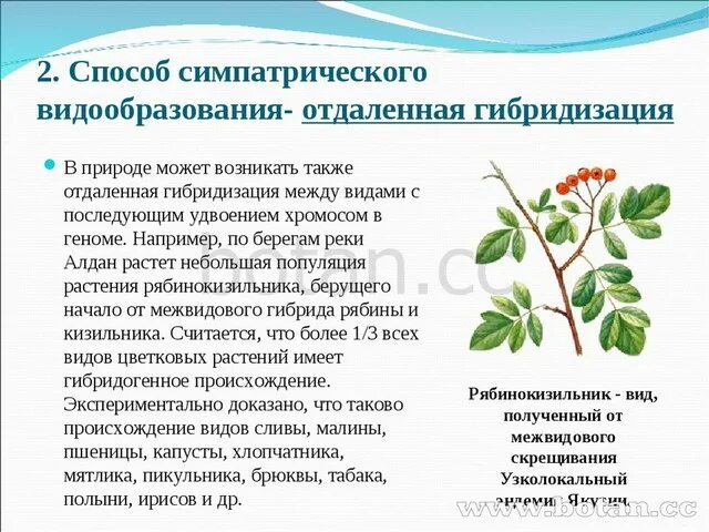 Видообразование полиплоидизация. Видообразование путем гибридизации. Симпатрическое видообразование полиплоидия. Симпатрическое видообразование гибридизация.