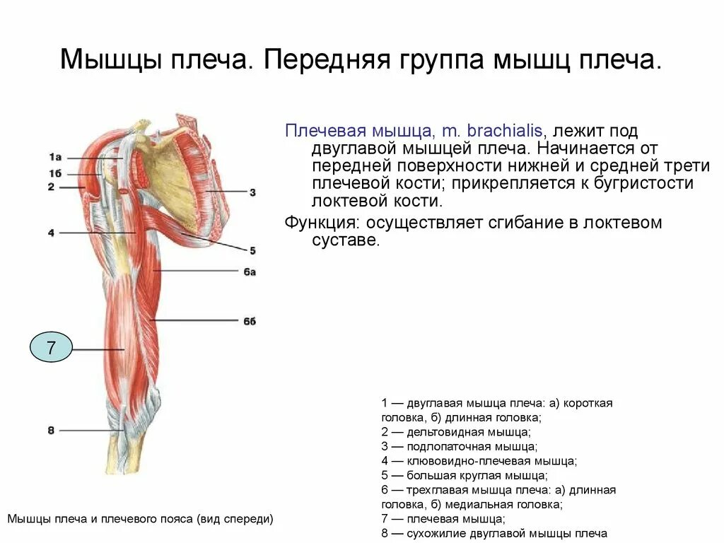 Внутренняя поверхность плеча. Передняя группа мышц плеча. Мышцы плеча передняя группа сгибатели. Мышцы верхней конечности передняя группа плеча. Мышцы плеча передняя группа задняя группа.