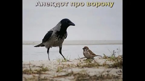 Каждый знает воробья ворону