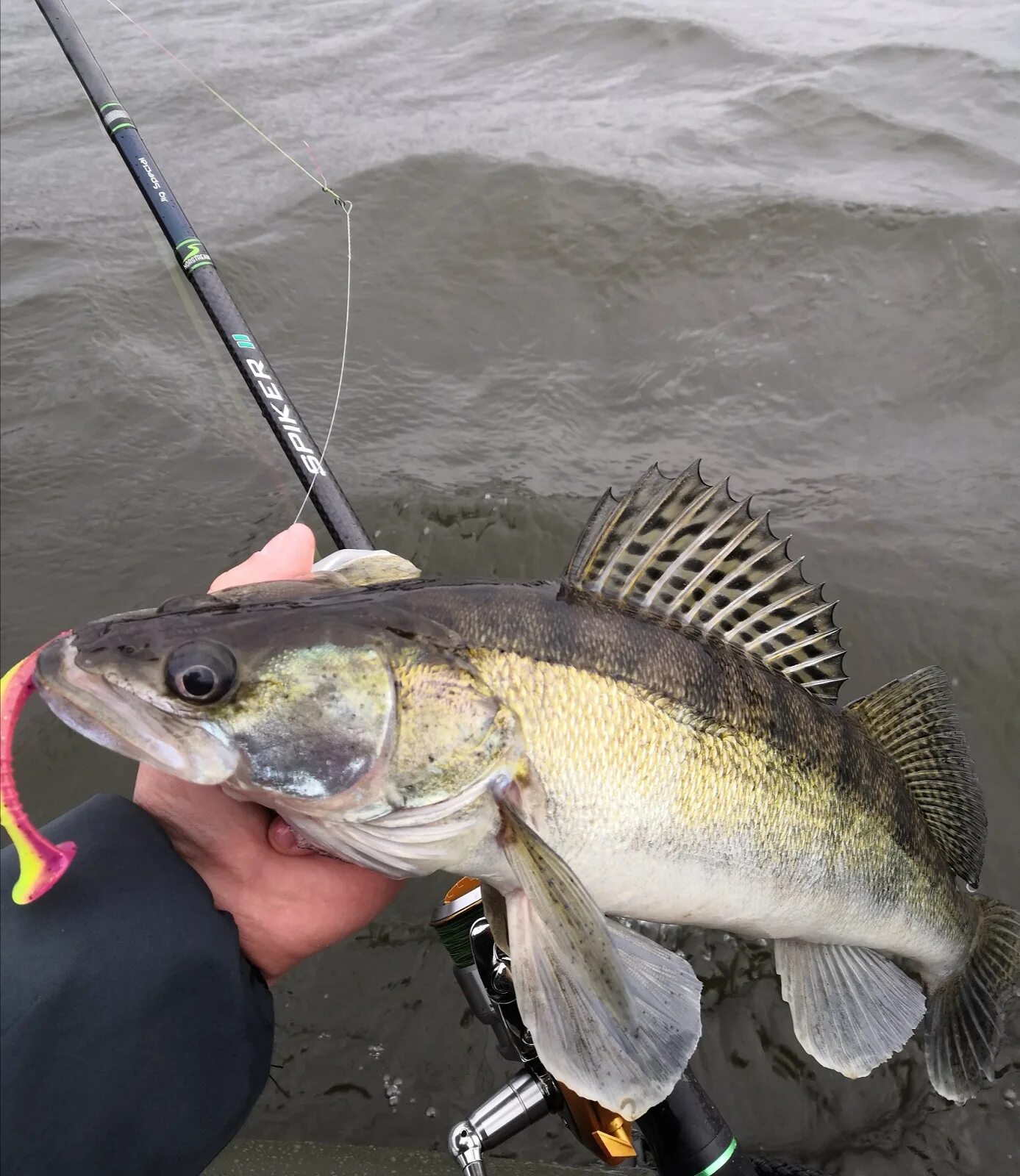 судак 22 кг. судак. судак 40 кг. судак хищная рыба. судак 16 кг.