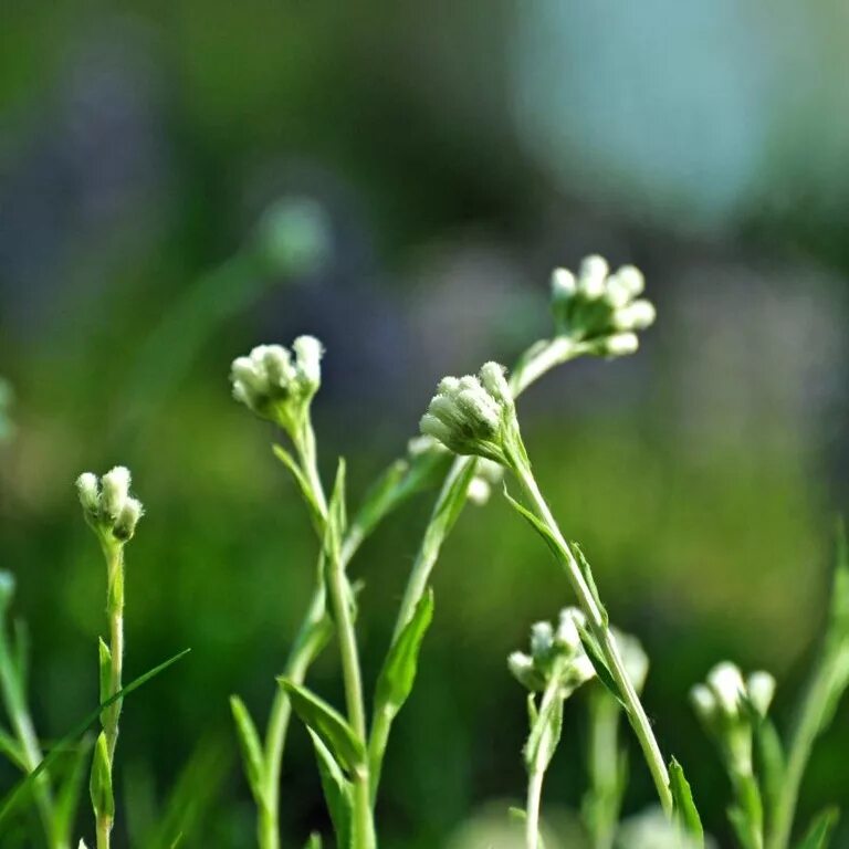 вы знаете эти скромные лесные цветы. вы знаете эти скромные лесные цветы. антеннария двудомная рубра кошачья лапка. виды стелящих цветов. учебник по русскому языку 3 класс страница 69.
