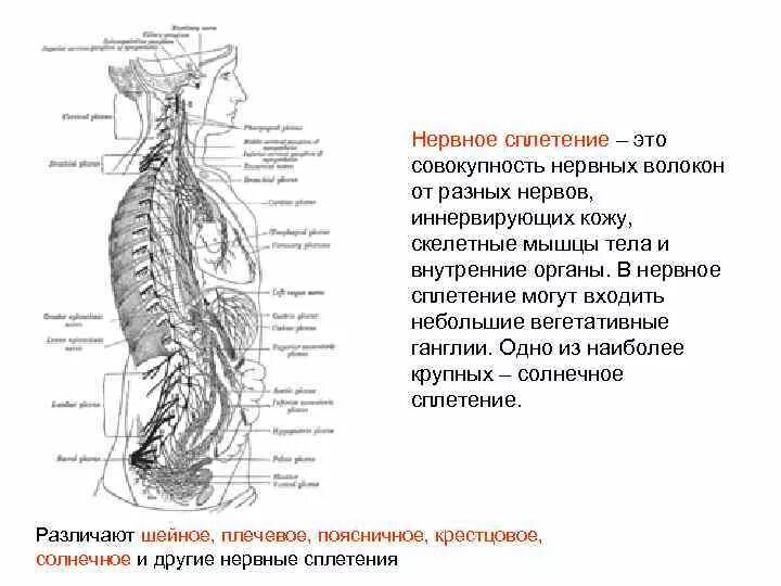 Нервные сплетения анатомия человека. Нервные сплетения человека схема расположения. Крестцовое нервное сплетение. Самые крупные нервные сплетения.