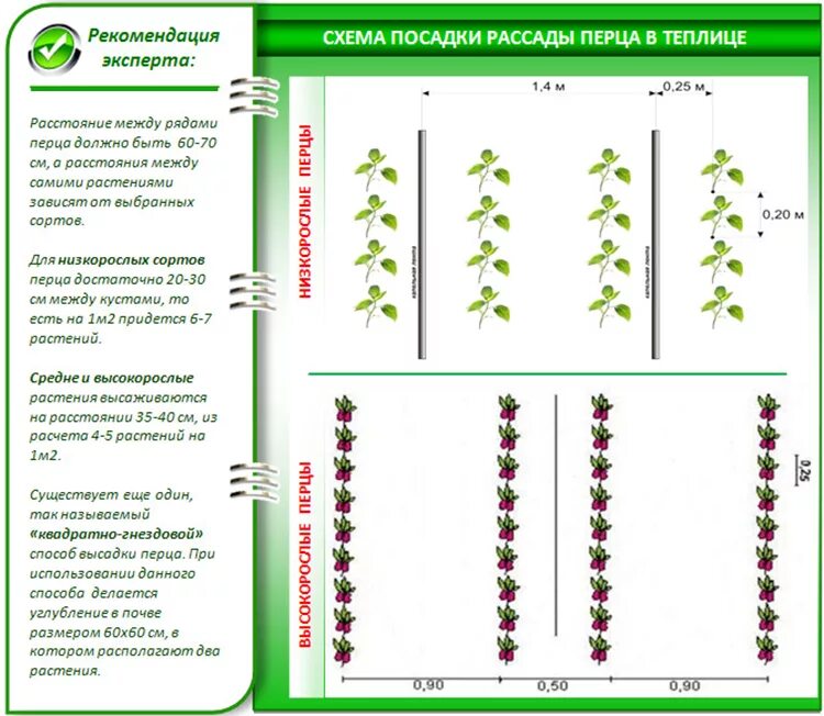 Какое расстояние помидор в открытом грунте. Схема посадки рассады перца в теплице. Схема высадки рассады перцев. Схема высадки рассады перца болгарского. Схема посадка перца в теплицу.