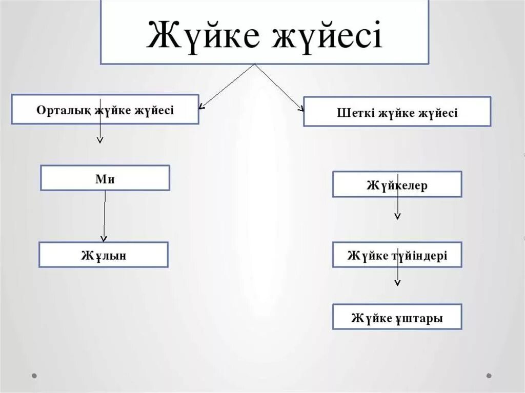 Жүйке жүйесі презентация. Жүйке физиологиясы презентация. Жүйке жүйесі дегеніміз не. Жүйке жүйесі физиологиясы презентация.