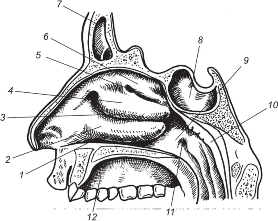 Полость носа анатомия носовые ходы. Полость носа анатомия строение. Хоаны носа анатомия. Полость носа Сагиттальный разрез. Слизистые оболочки носовых ходов