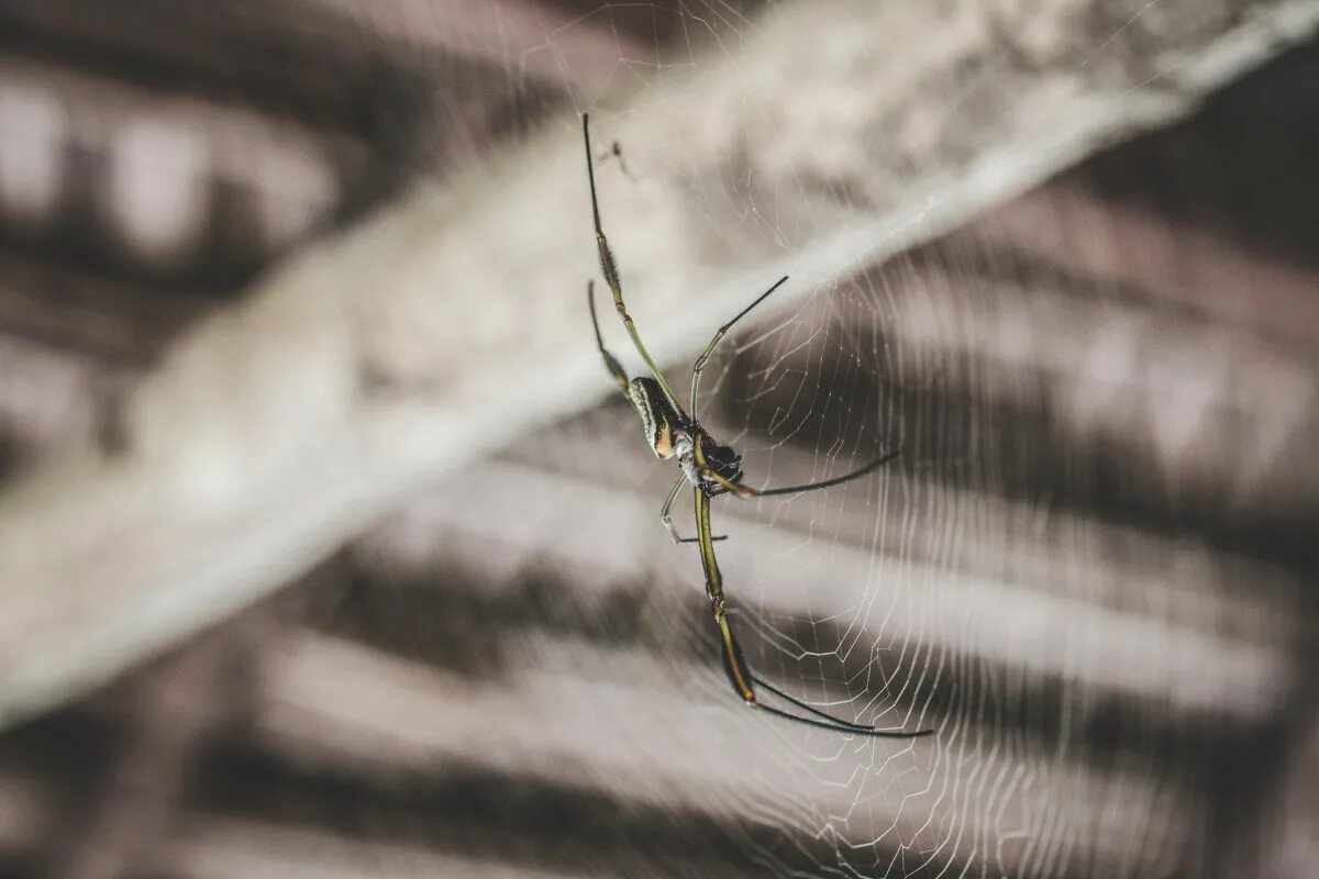 Calling spider