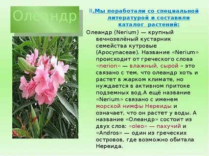 Олеандр описание
