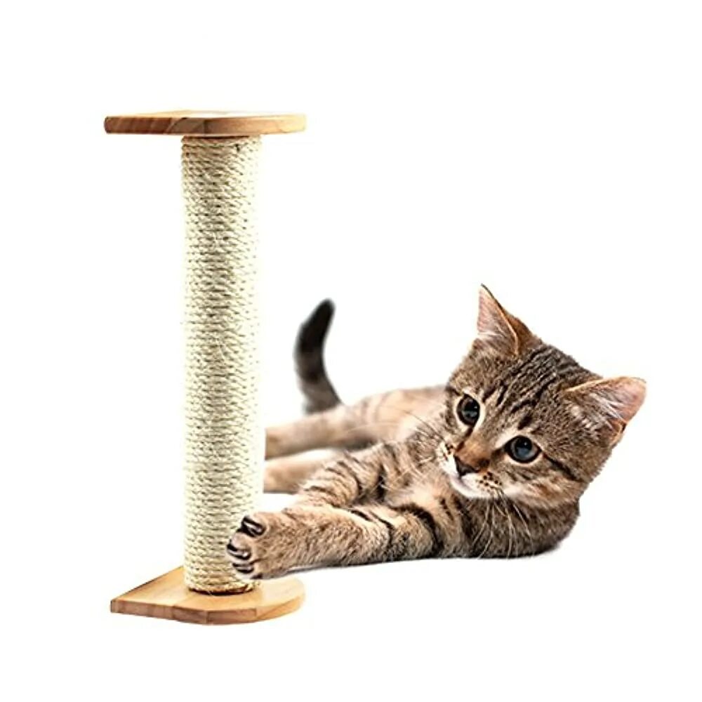 Cat scratcher. Когтеточка высокая. Пальма когтеточка высокая. Когтеточка клипарт. Фон с большой когтеточкой.