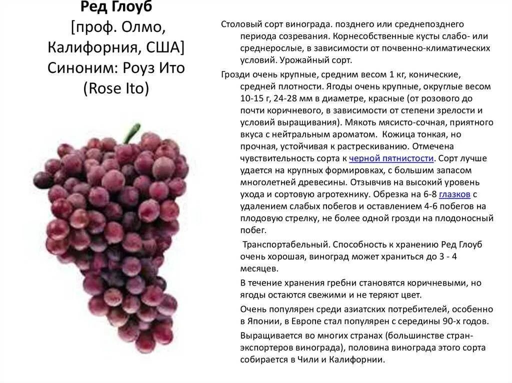 Какой сорт винограда лучше для вина. Рислинг виноград описание сорта. сортовые характеристики винограда. технические характеристики винограда. сорта винограда характеристики и описание.