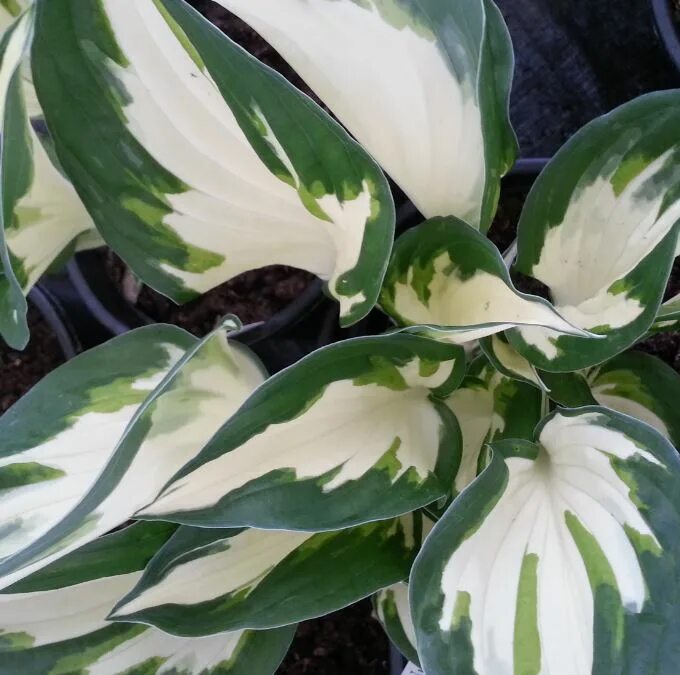 Хоста гибридная Fire and Ice. Хоста "Fire and Ice" (Hosta). Хоста гибридная Файр энд айс. Хоста fragrant Queen.